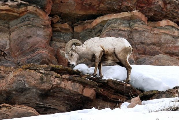 mouflon d'Amérique